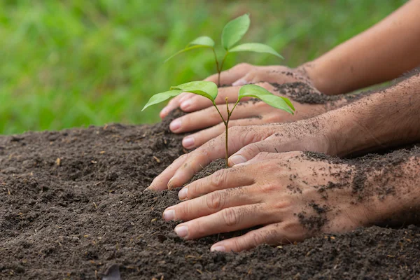 primer plano de manos plantando un árbol en la tierra